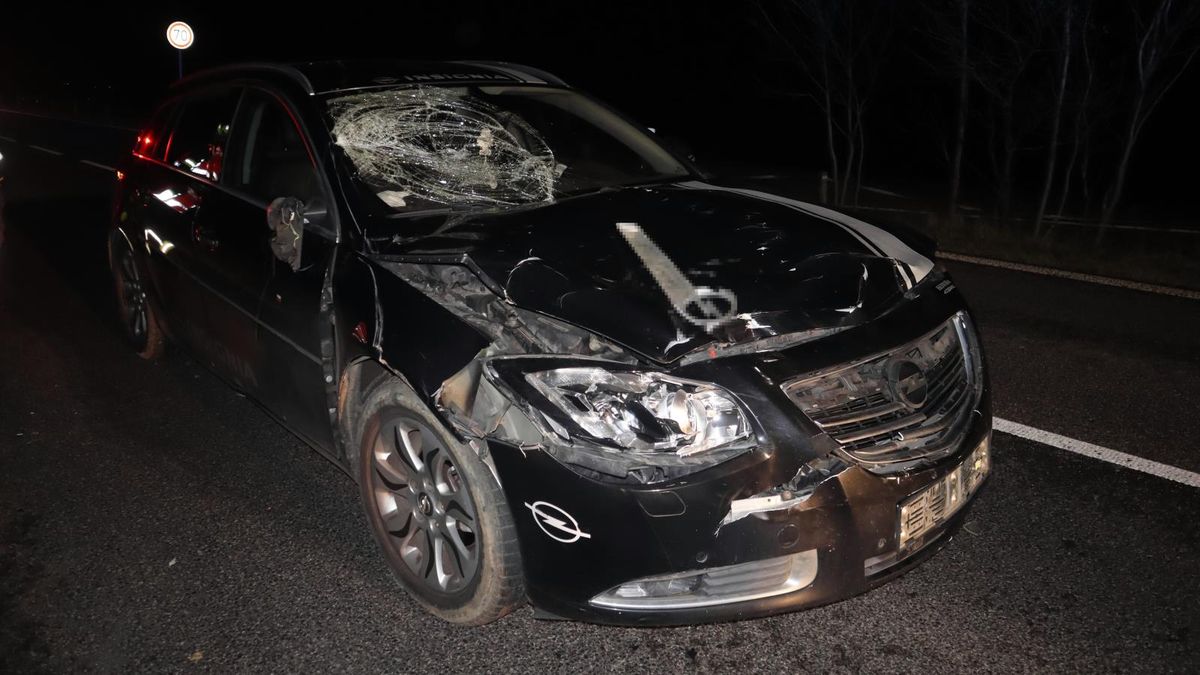 Ani divočák, ani srna. Řidiči na Českolipsku vběhla před auto kráva